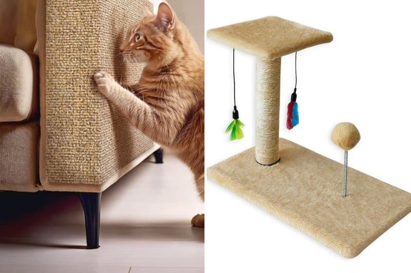 Arranhador adesivo vs poste com bolinha: qual vale mais a pena?